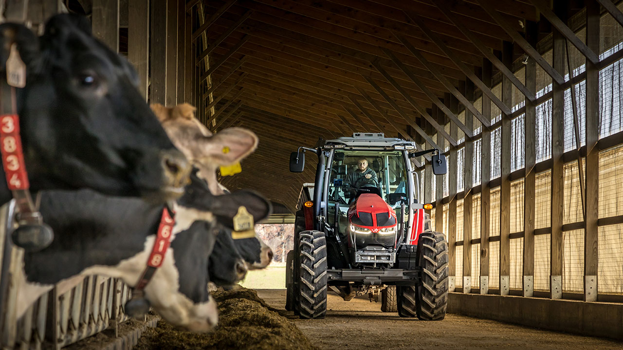 Massey Ferguson 5S Series tractor inside a barn, feeding cattle, ideal for livestock operations.
