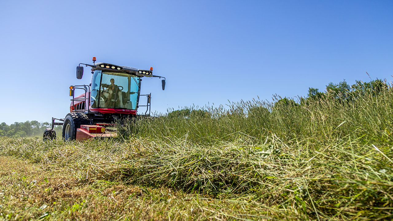 Hesston by Massey Ferguson windrower harvesting tall forage under clear skies, ideal for efficient hay production.