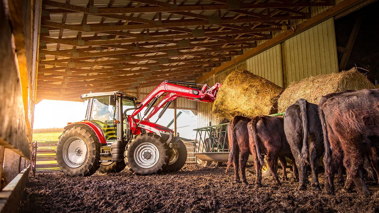 Massey Ferguson 5S Series tractor lifting hay bales inside a barn, feeding cattle, ideal for livestock operations.