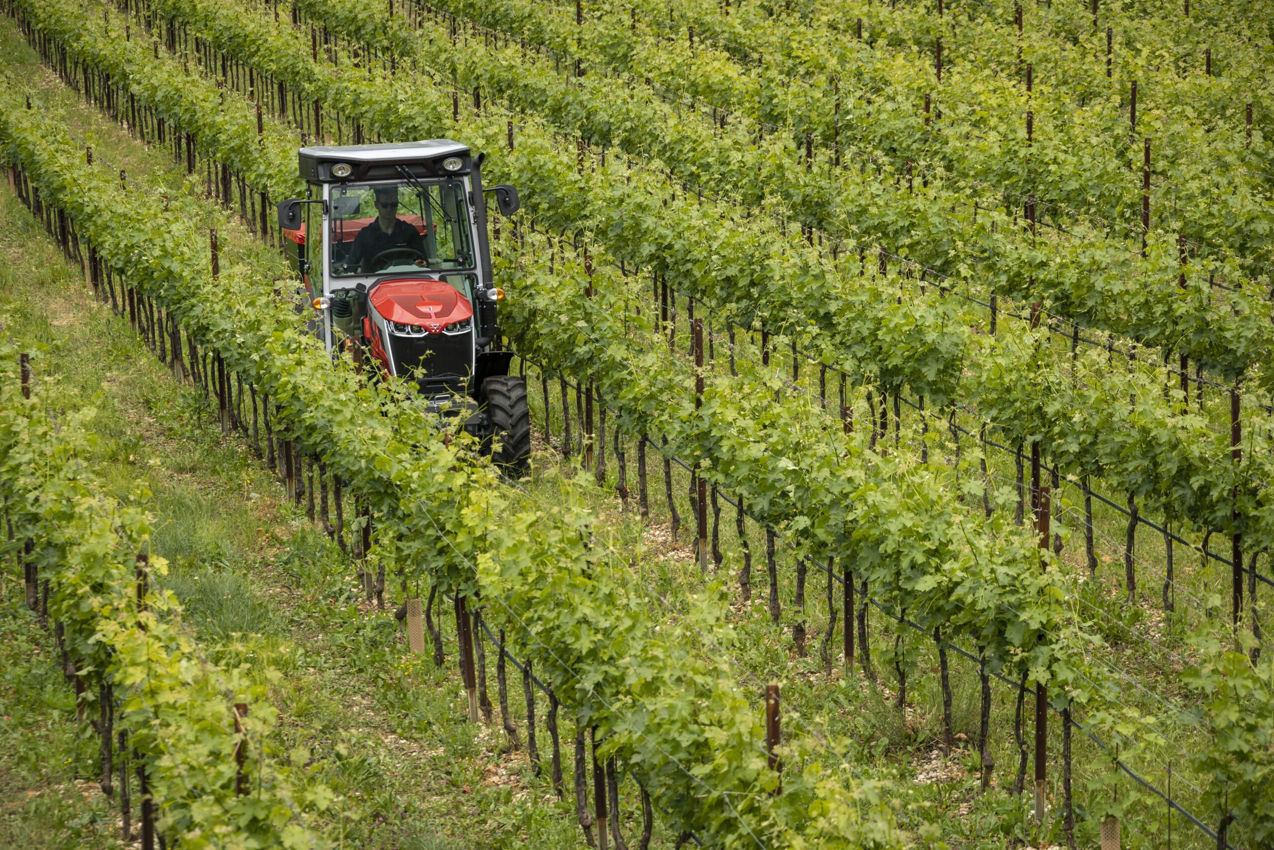 Massey Ferguson 3 Specialty series operating in narrow vineyard rows, built for specialty crop efficiency and compact performance.