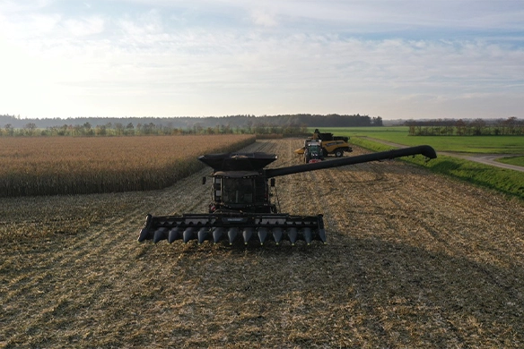 Geringhoff corn headers on dual combines, providing fast, efficient corn harvesting in large fields.