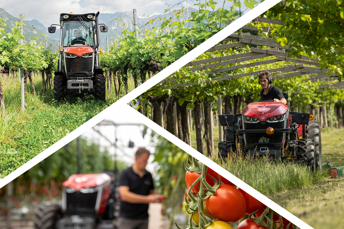 Massey Ferguson 3 Series tractors working in vineyards and greenhouses, ideal for specialty crops and narrow-row farming.